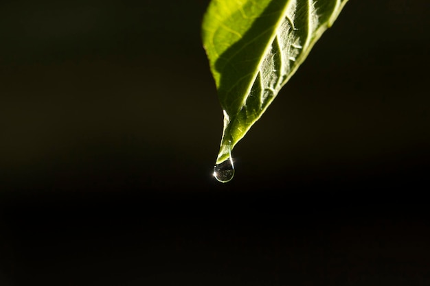 Water drop on green leaf