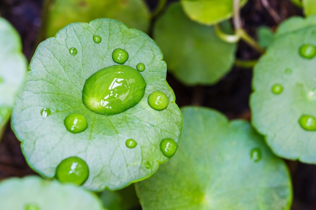 Waterdrop on green leaf