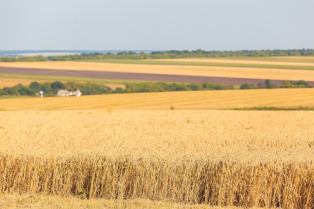 Photo the wheat fields in sunny summer day