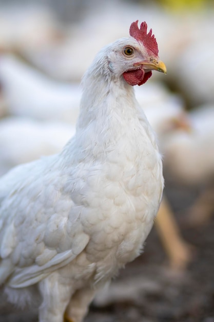 White chickens in a fence blurred background