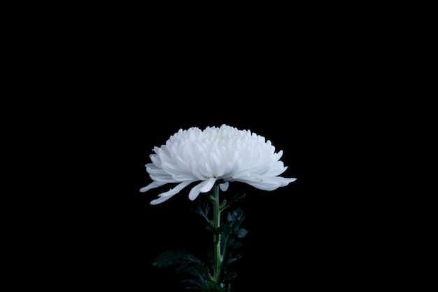 Photo white chrysanthemum flower isolated on black background