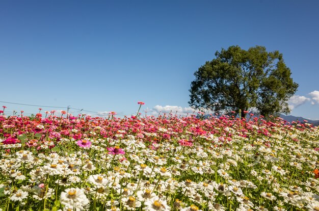 Photo white cosmos flowers farm in the outdoor under blue sky