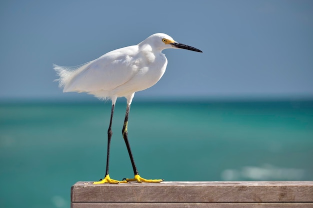 White heron wild sea bird also known as great egret on seaside in summer