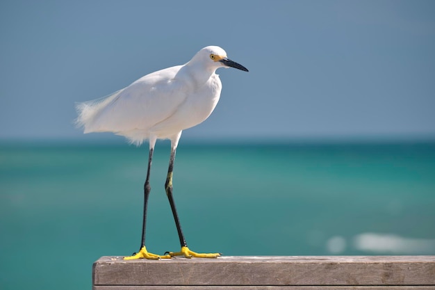 White heron wild sea bird also known as great egret on seaside in summer