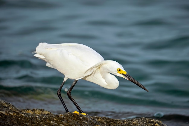 White heron wild sea bird also known as great or snowy egret hunting on seaside in summer