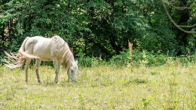 White horse grazing in pasture