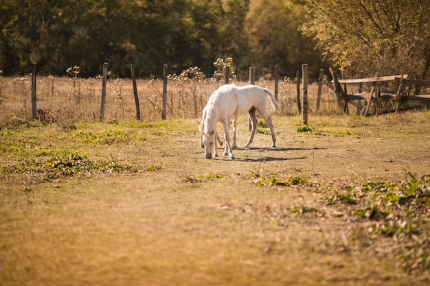 White horses on the old farm