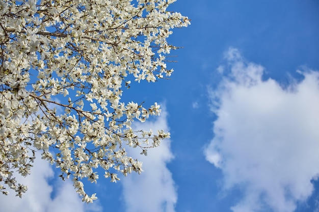 White magnolia flowering background Botanical background