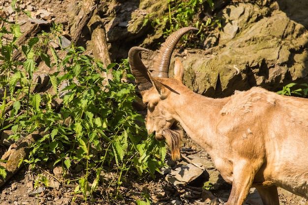 Wild goat eating leaves in nature