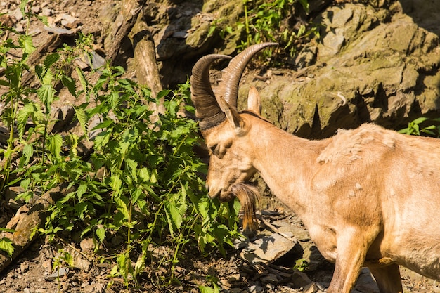 Wild goat in nature