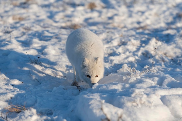 Wilde poolvos Vulpes Lagopus in toendra in de winter Witte poolvos