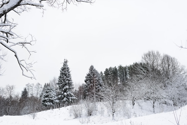 Winter forest. Trees covered with snow. Cloudy weather.