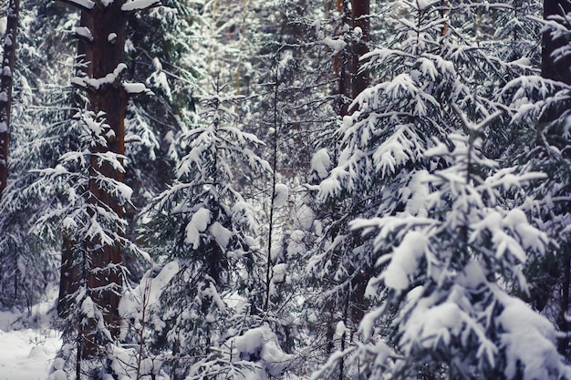 Winter landscape Fairytale beauty of snowcovered streets Snowfall and cooling in tourist areas