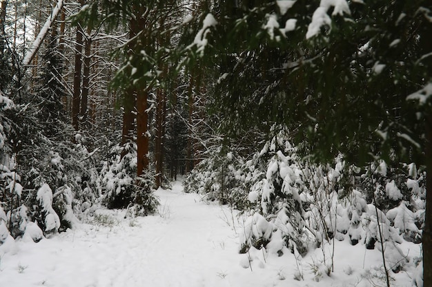 Winter snowy frosty landscape The forest is covered with snow Frost and fog in the park