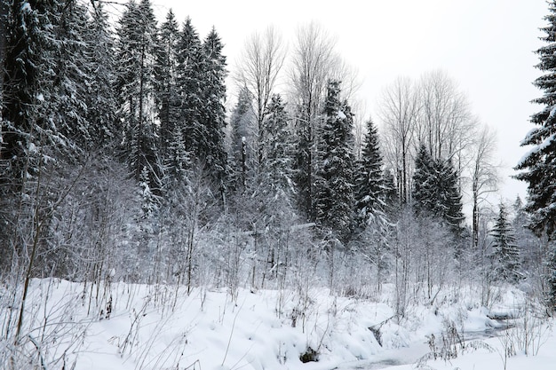 Winter snowy frosty landscape The forest is covered with snow Frost and fog in the park