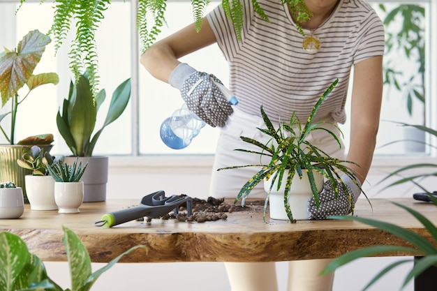 Woman gardeners transplanting plant in ceramic pots on the design wooden table. Concept of home garden. Spring time. Stylish interior with a lot of plants. Taking care of home plants. Template.