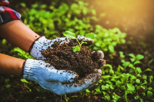 Photo woman plant vegetables