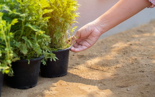 Woman working outside in a garden planting young flower plants in a planter Close up selecive focus