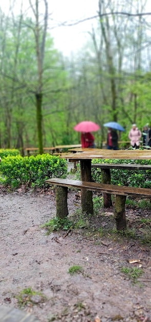 Wooden bench in the forest