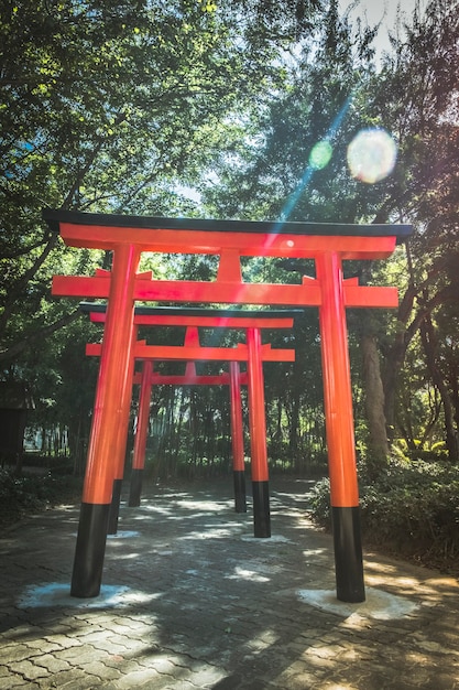 Wooden Japanese gate (torii) at green forest