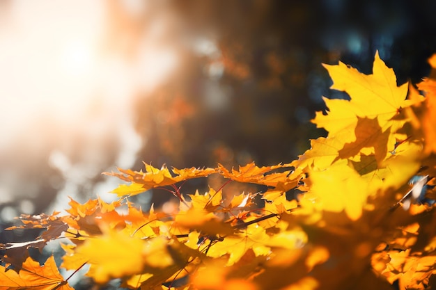 Yellow autumn maple leaves in a forest at sunny day. Beautiful autumn nature background