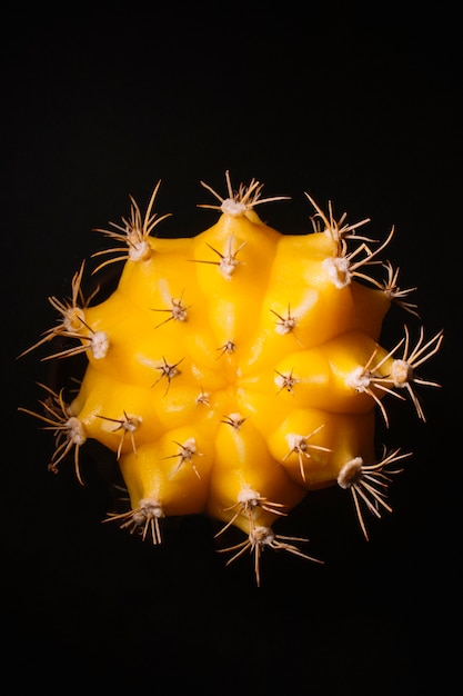 Yellow cactus on black