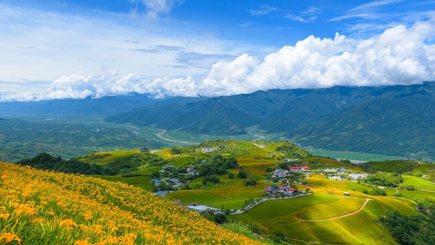 Yellow flowers on the mountain city of Taitung, Taiwan.