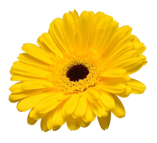 Yellow gerbera head flower isolated on white background Flat lay top view