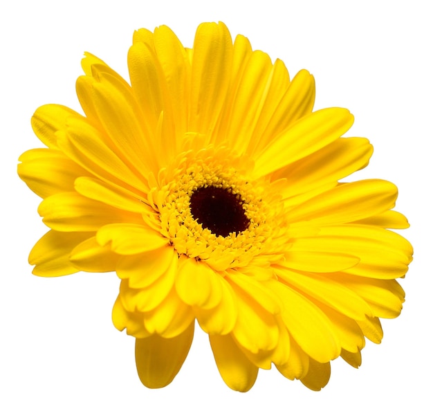 Yellow gerbera head flower isolated on white background Flat lay top view