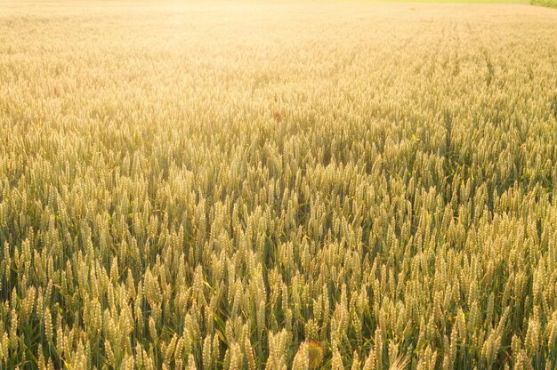 Photo yellow grain ready for harvest growing in a farm field