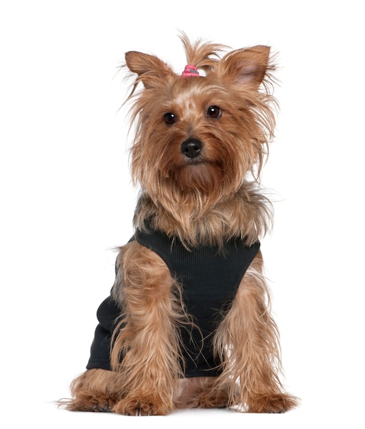 Yorkshire terrier, 5 years old, sitting in front of white wall