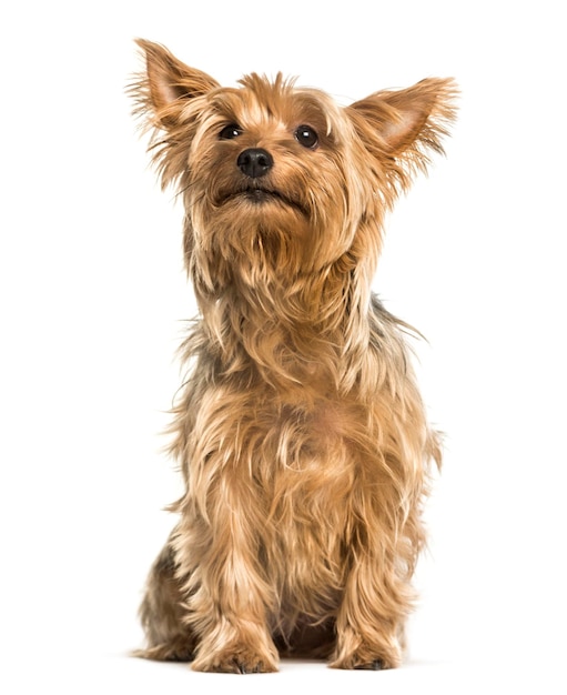 Yorkshire terrier sitting against white background