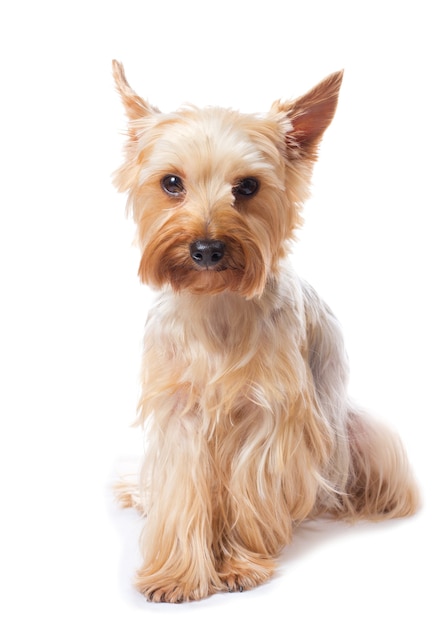 Yorkshire terrier on the white 