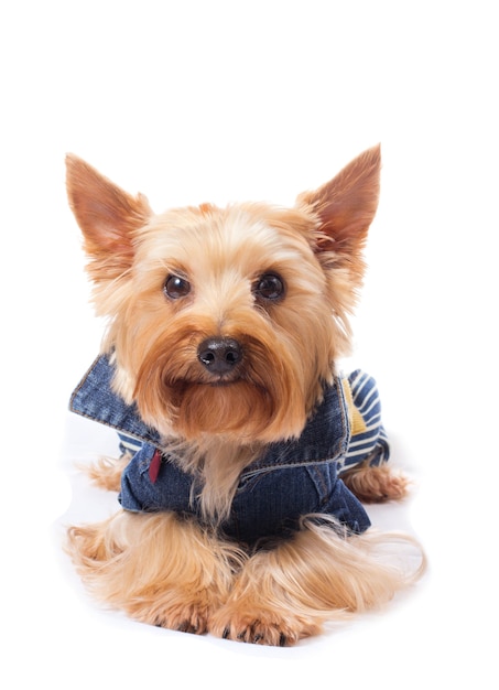 Yorkshire terrier on the white 