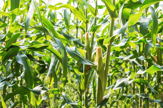 Young corn on tree.