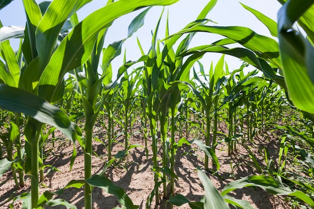 Young green immature corn in the field