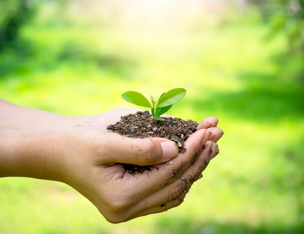 Young green plant in hand. Close up female hand holding sprout growing plant in organic soil on blur green background with sunlight, side view. Ecology, earth day, agriculture and gardening concept.