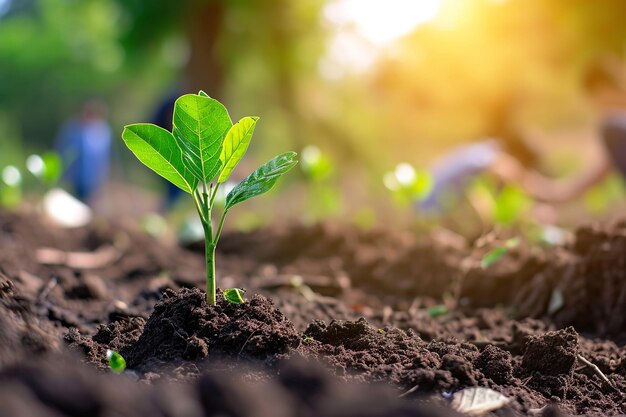 Photo young plant growing in garden with sunlight agriculture eco farming concept of farming and planting new life concept green plant growing in good soil