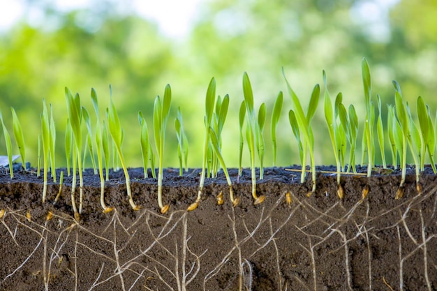 Young shoots of barley with roots blurred background