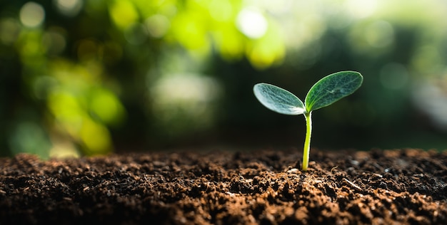 Photo young trees are growing on the soil in nature evening