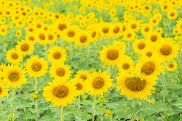 Zonnebloem in veld.