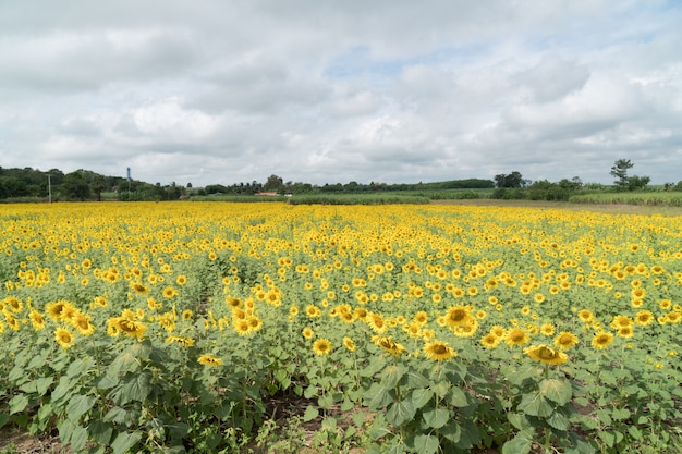 Zonnebloem veld in de zomer.