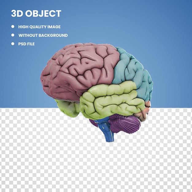 3D Colorful Brain PNG Transparent Background