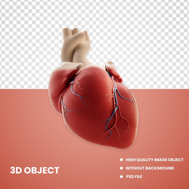 3D Heart