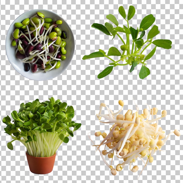 bean sprouts isolated on transparent background