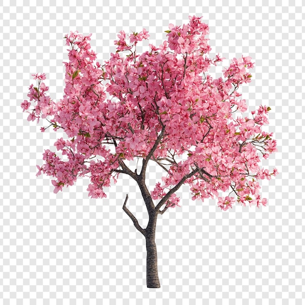 PSD beautiful cherry blossom tree