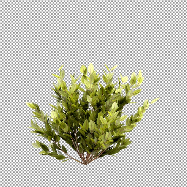 Beautiful plant in 3d rendering isolated