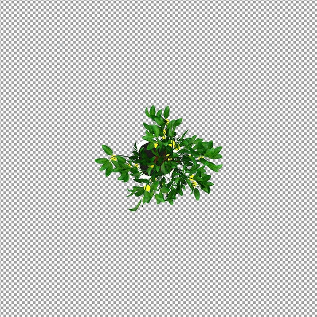 Beautiful plant in 3d rendering isolated