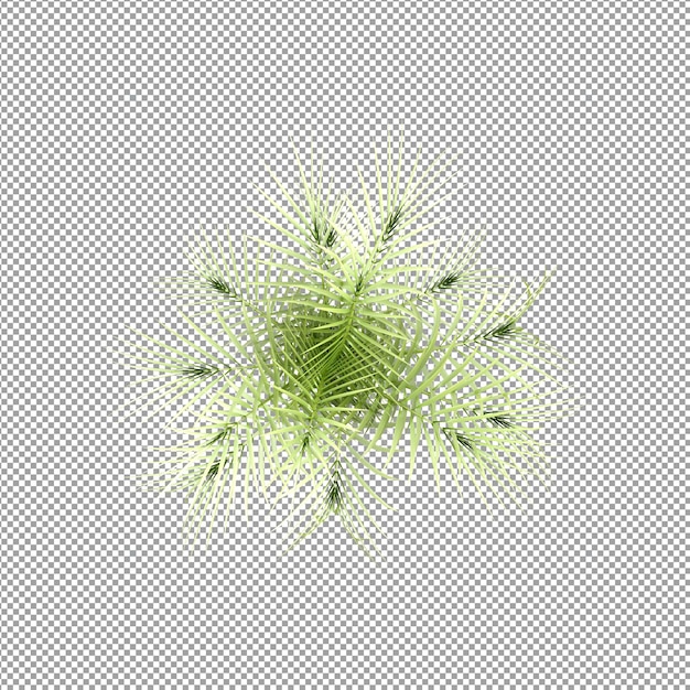 Beautiful plant in 3d rendering isolated