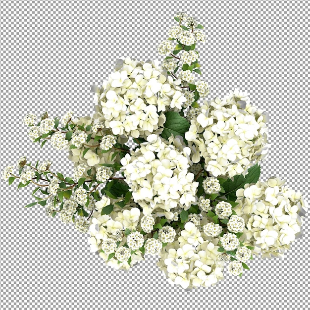 Beautiful plant in 3d rendering isolated